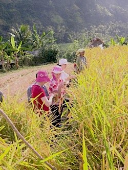 Group helping harvest Balinese rice