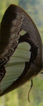 unfolding