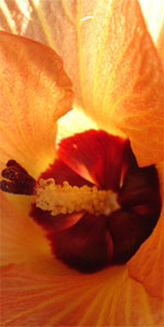 unfolding