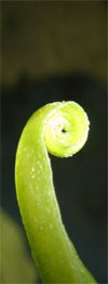 unfolding