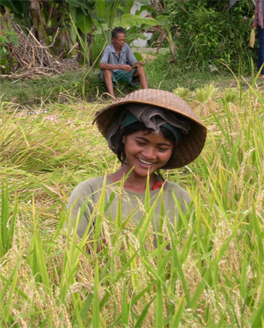 Rice harvest